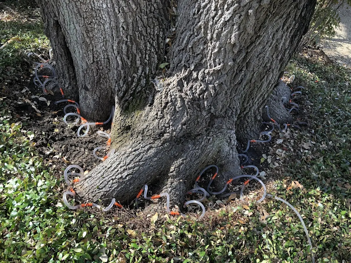 Detailed Tree Cabling and Bracing job site in North Franklin