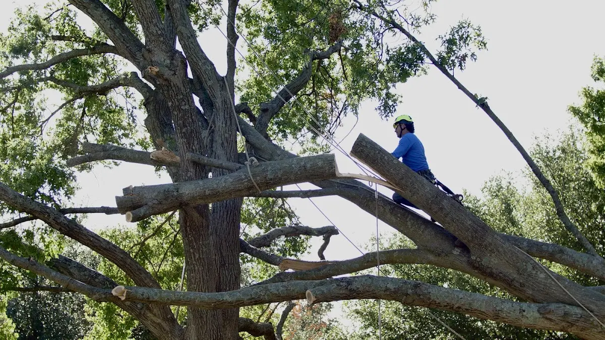 Professional Hazardous Tree Removal performed by certified arborists in North Franklin