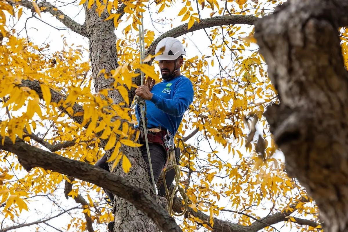 Skilled Dead Tree Removal crew working in North Franklin